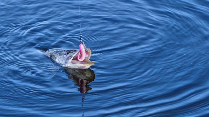 A pike caught on a soft plastic lure.