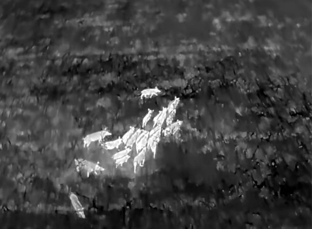 A pack of hogs in Texas as seen through a drone-mounted thermal imaging camera.