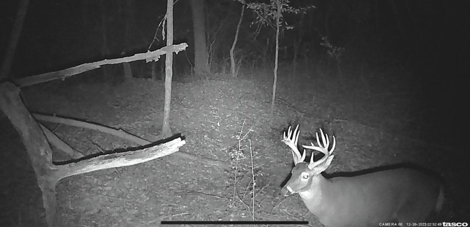 A trail camera photo of a buck in Mississippi.