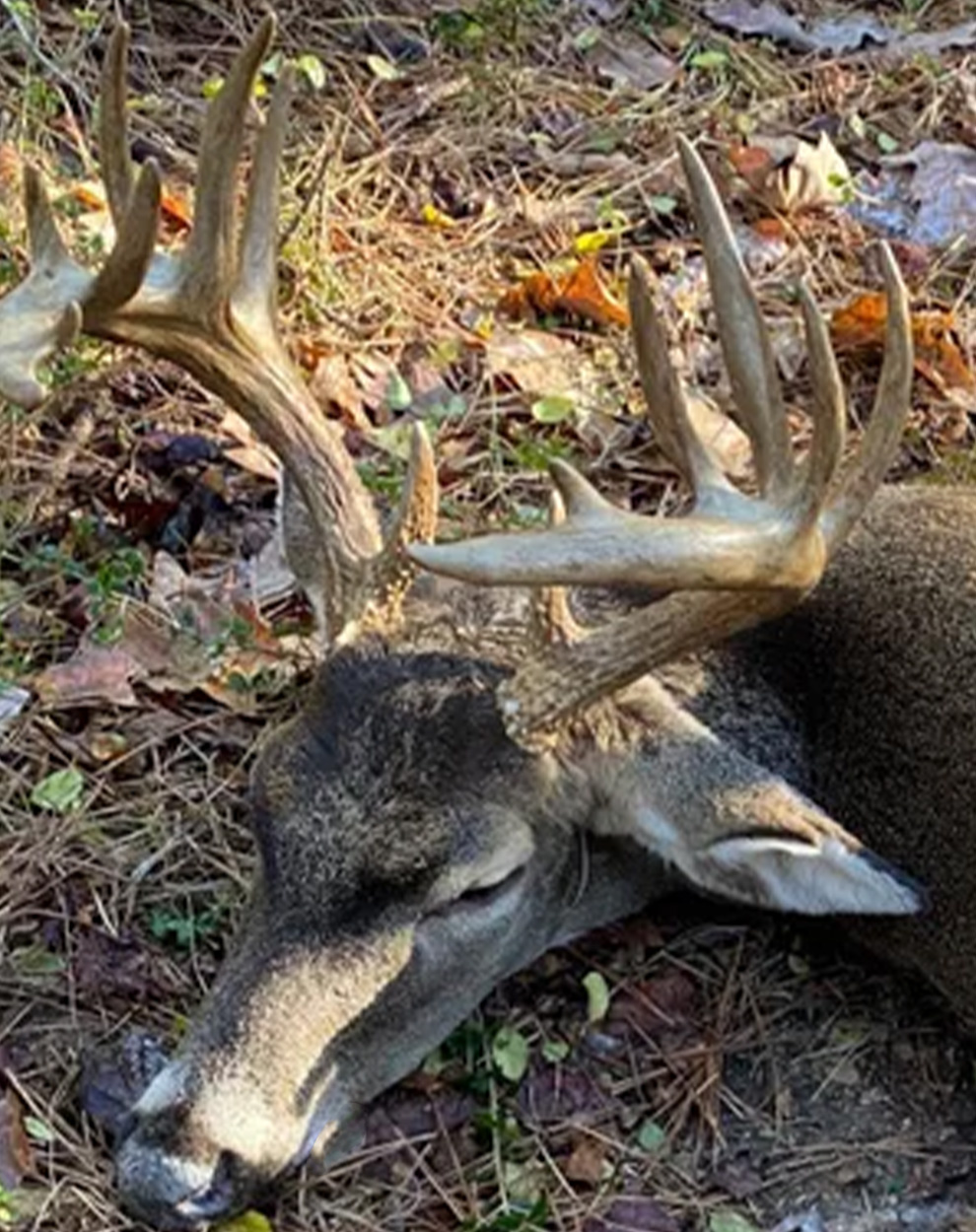 Mississippi Hunter Downs 15-Point Buck with Double Rows of Tines ...