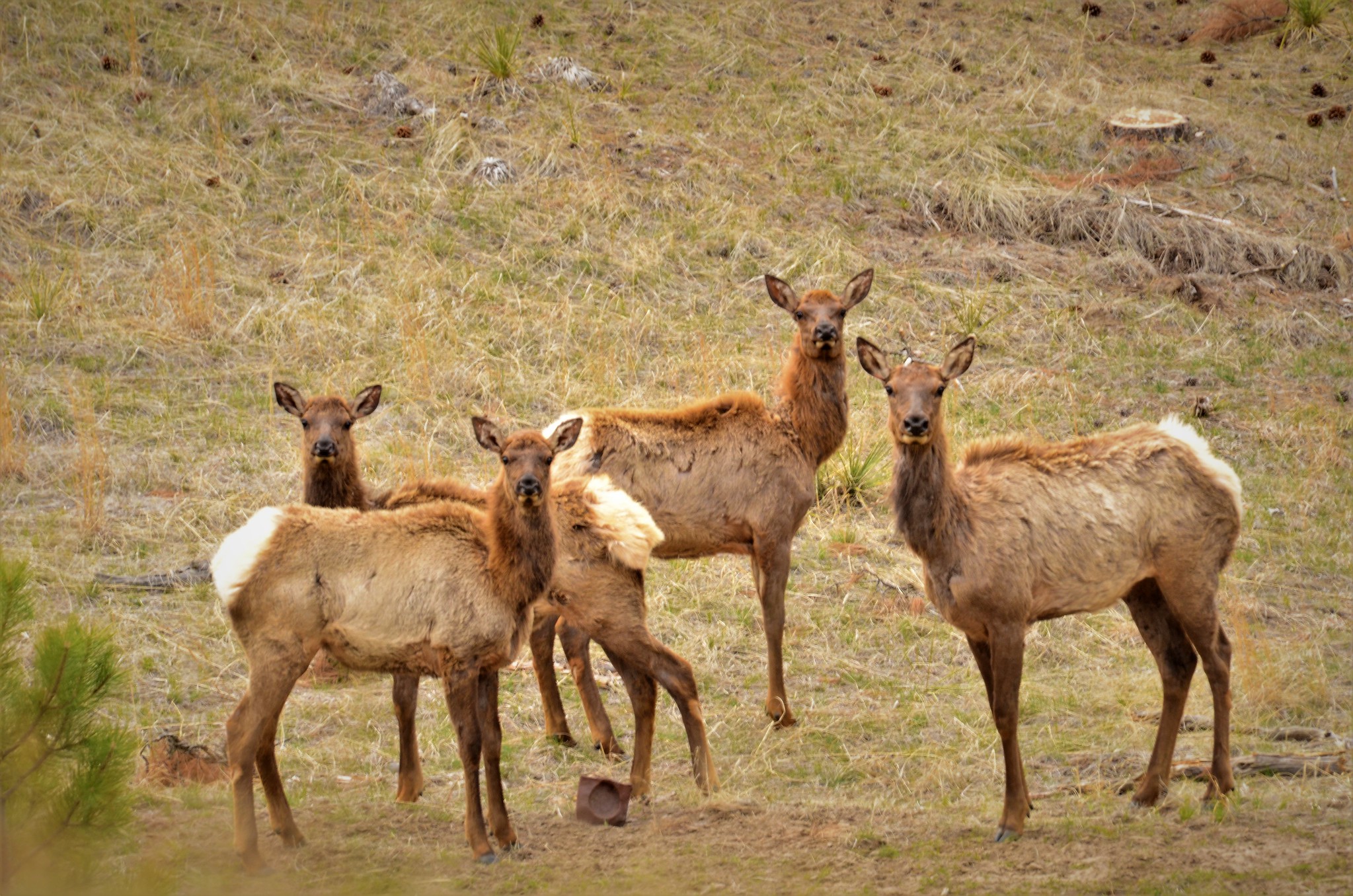 Nebraska Politicians Are Jeopardizing $20M in Wildlife Funding