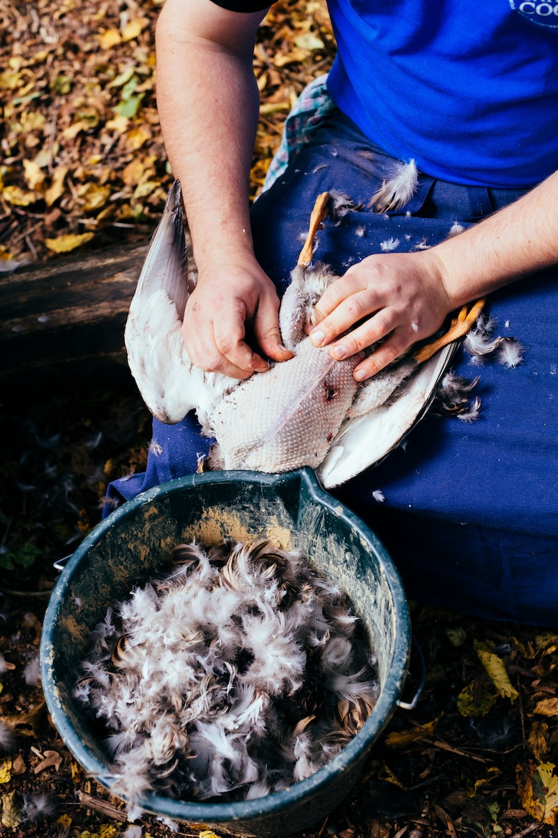 pluck a duck by hand How to Pluck a Duck