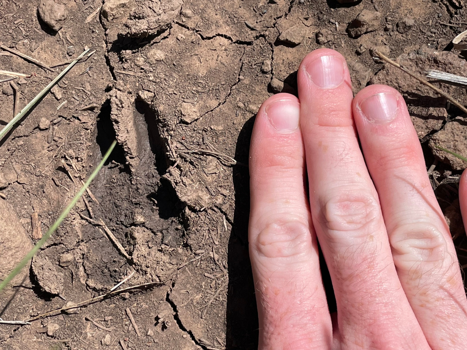 Animal Tracks: A Complete Guide | Blade Shopper