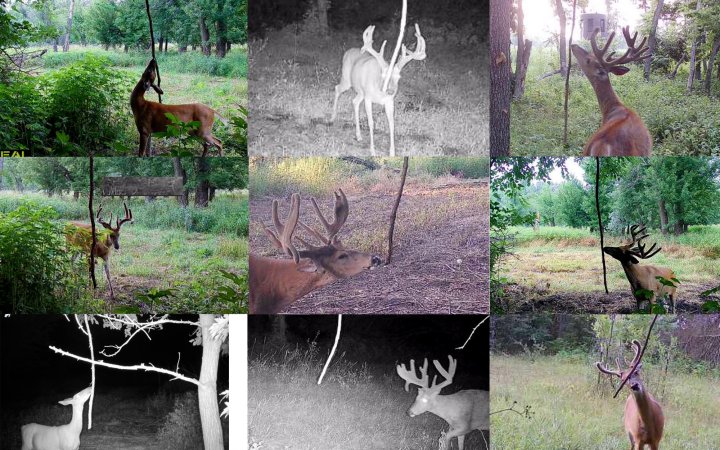 A composite image of deer visiting vine scrapes.