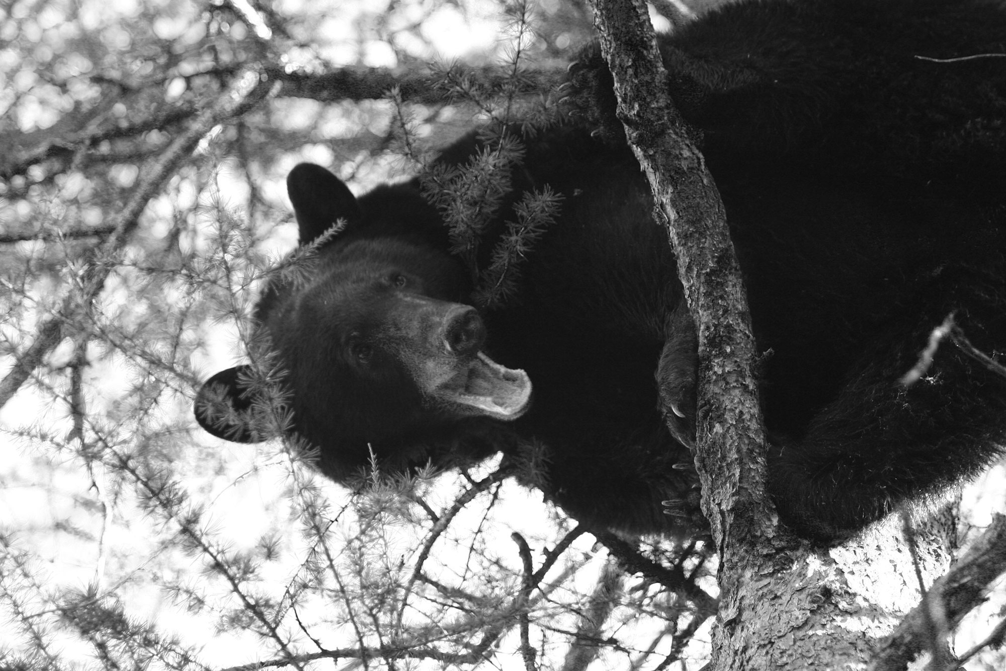 treed bear