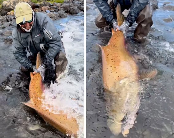 world record atlantic salmon