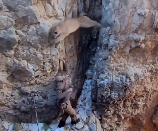 A mountain lion jumps over a man standing below.