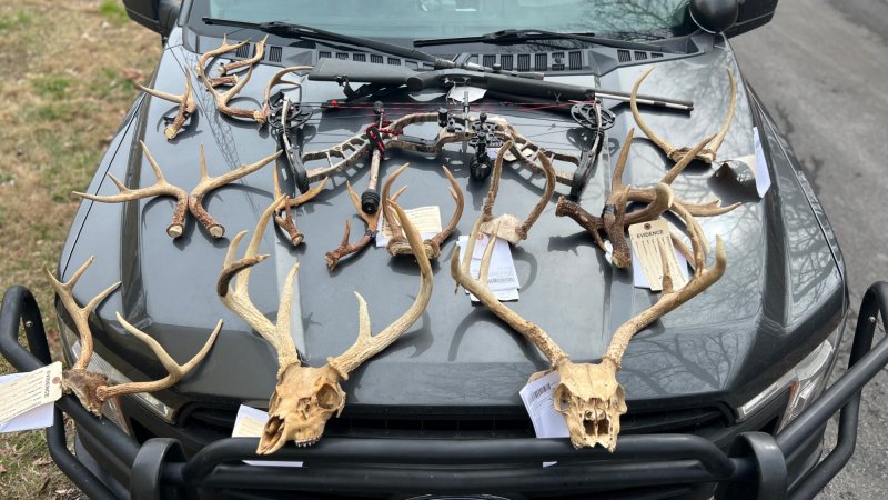 Poached deer antlers rest on the hood of a police vehicle.