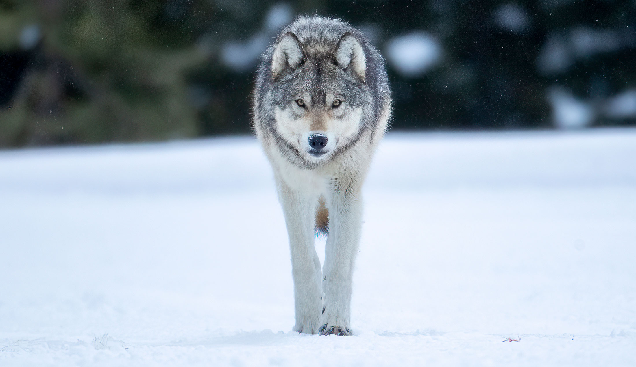 wolves wisconsin