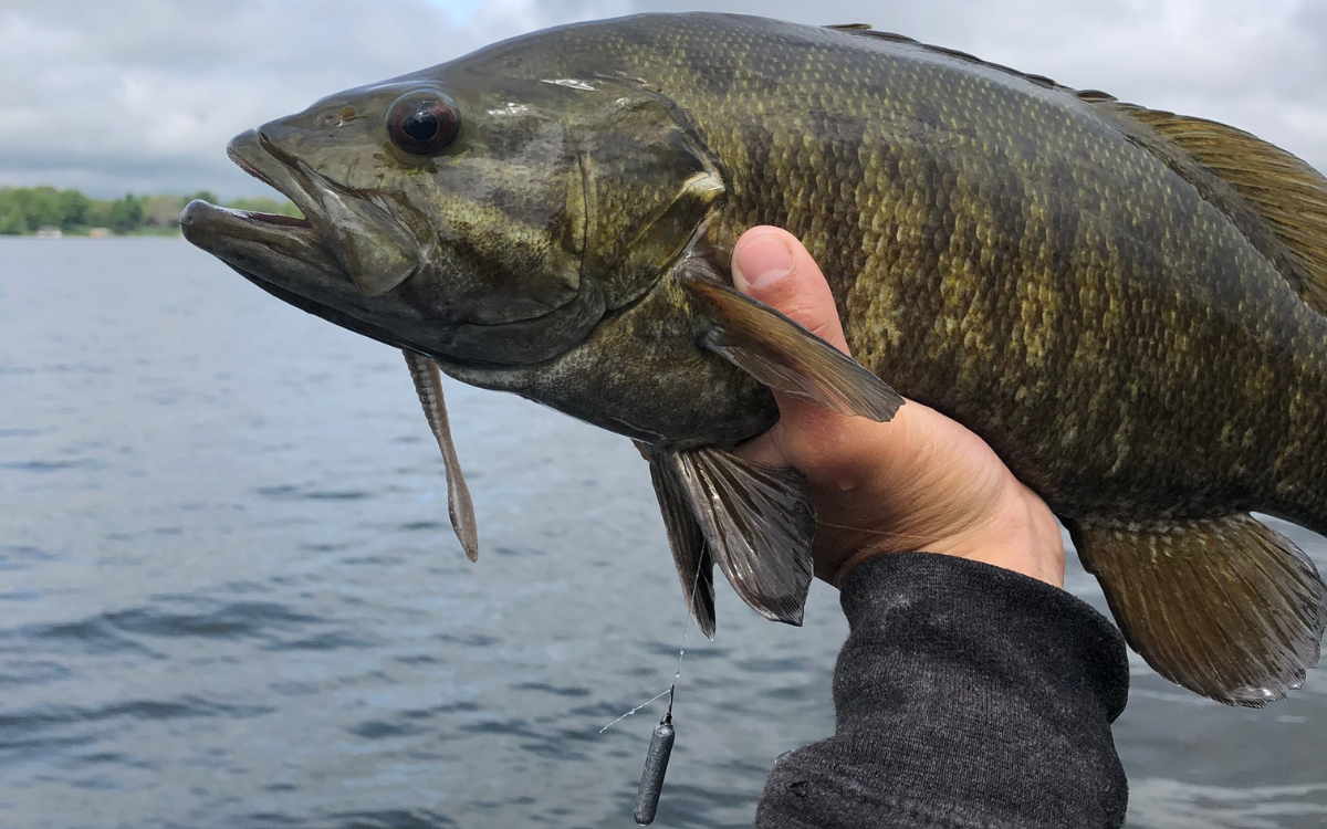 Man Catches 'Monster' Bass With Plastic Worm, Throws It Back