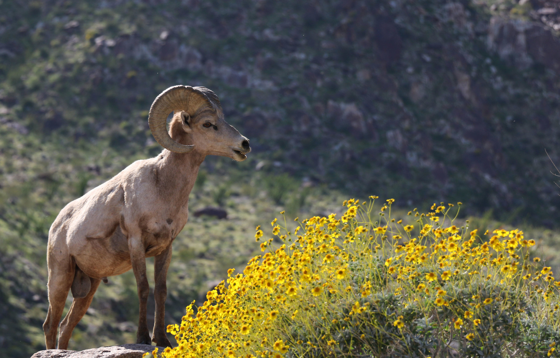 A desert bighorn sheep near a patch of wildflowers.