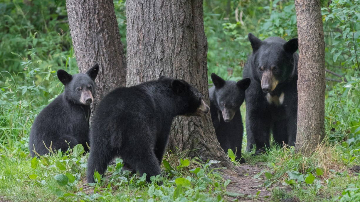 Black Bear Mauls and Eats Elderly Woman in California | Outdoor Life