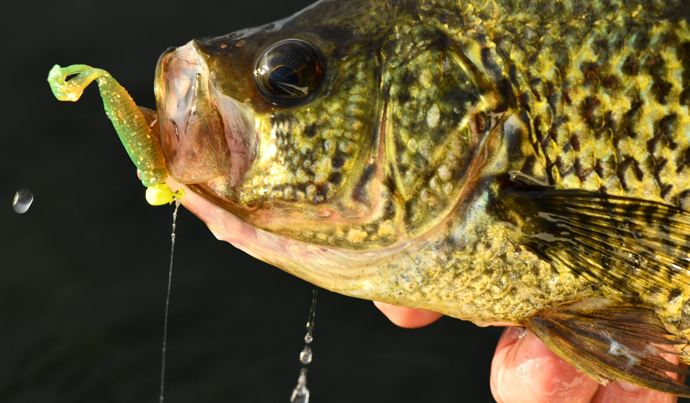 Choosing The Best Line Size And Color For Crappie 