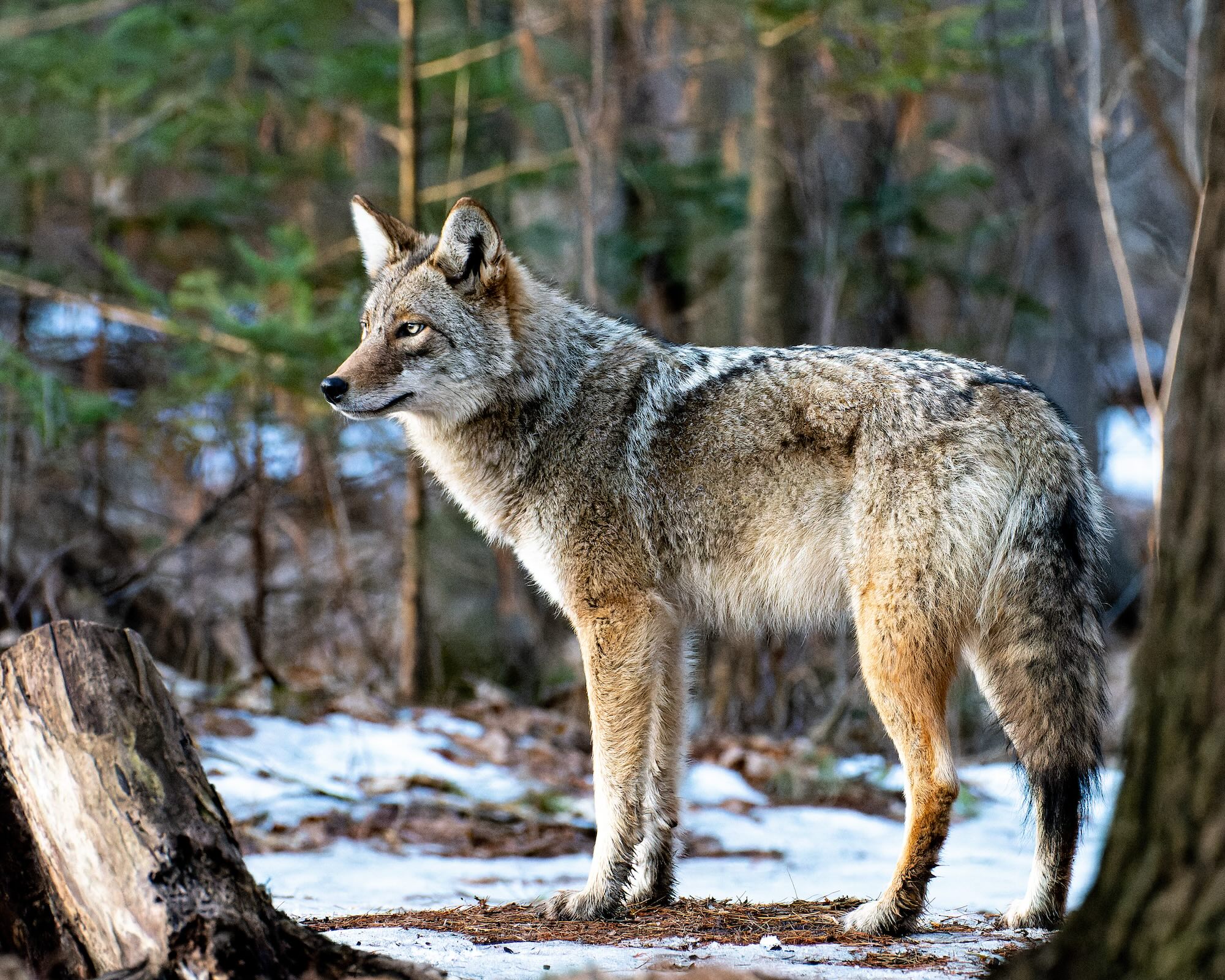 An Eastern coyote stands in the snow.