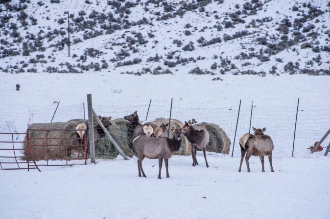 Elk eating hay in Montana.