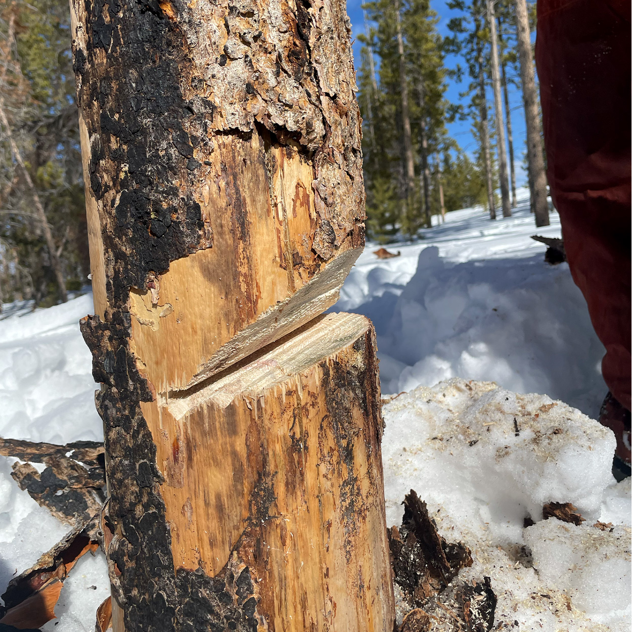 A closeup of a face cut in a tree trunk.