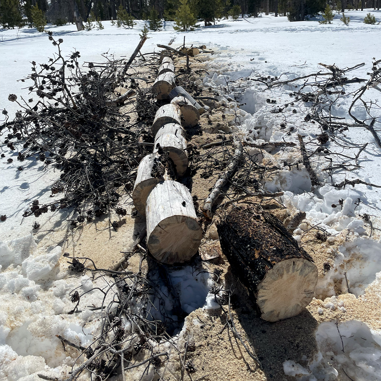 A felled tree cut into logs.