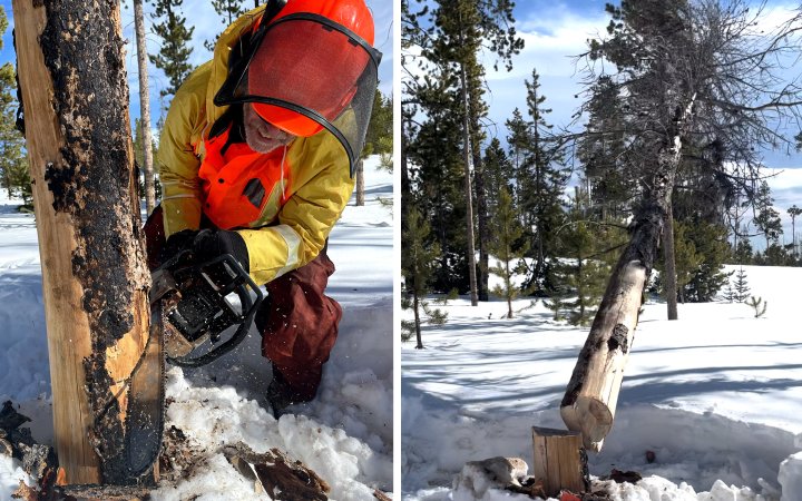 A man fells a tree.