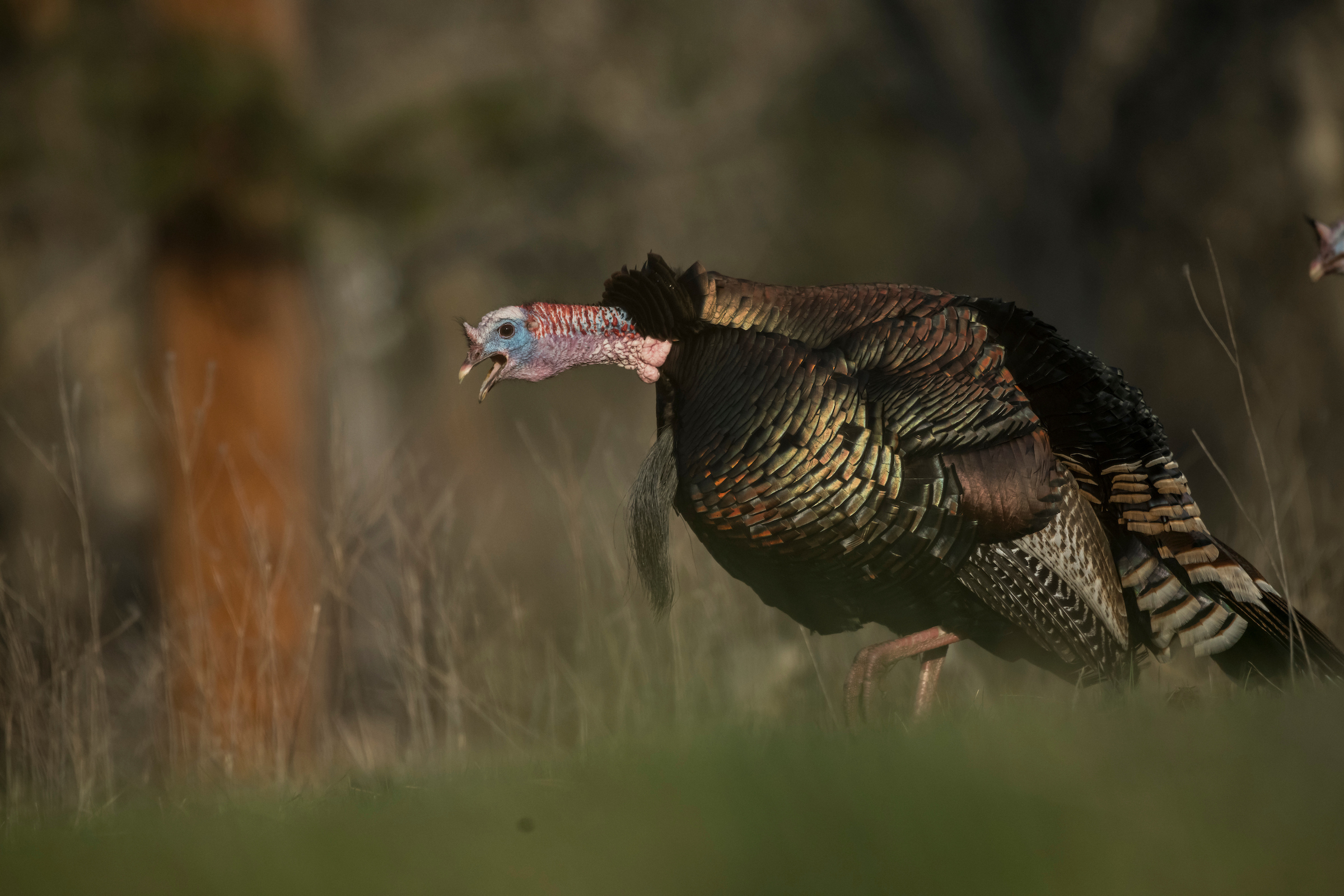 Best .410 Turkey Loads of 2024, Tested and Reviewed