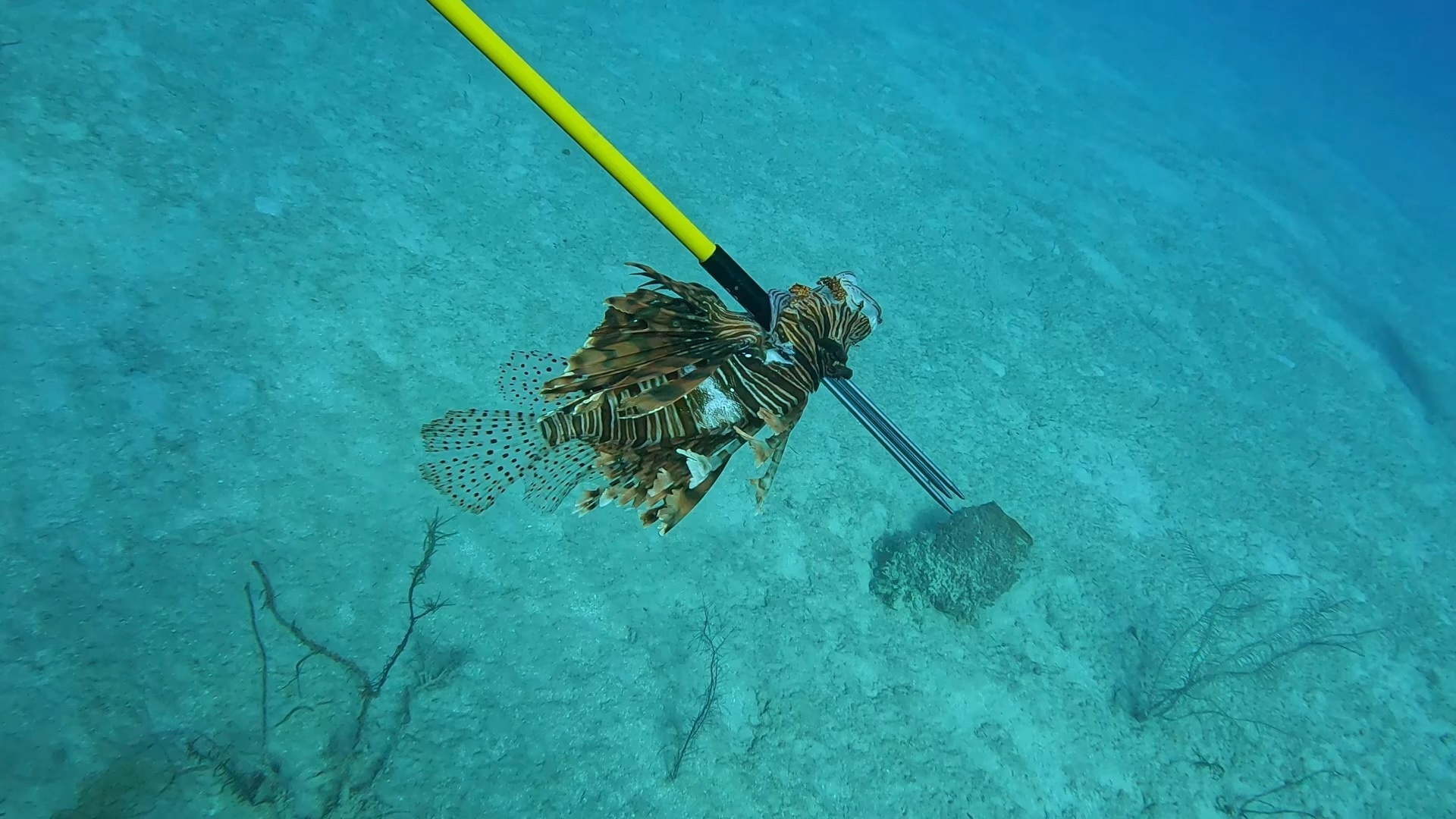 9 Diver with lionfish captured using Hawaiian sling.