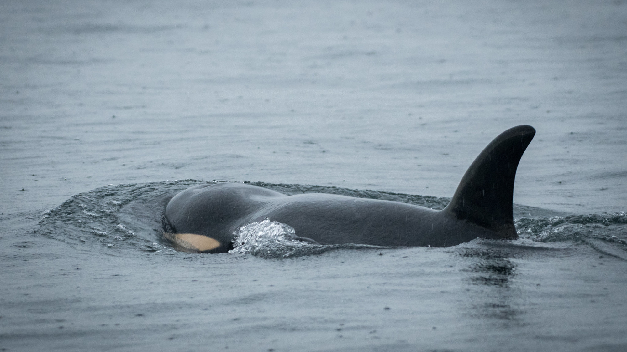 Watch: Orca Kills and Eats Great White Shark on Its Own, Stunning