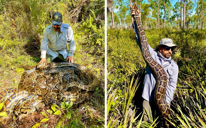 A wildlife biologist next to a breeding ball; holding up a Burmese python.