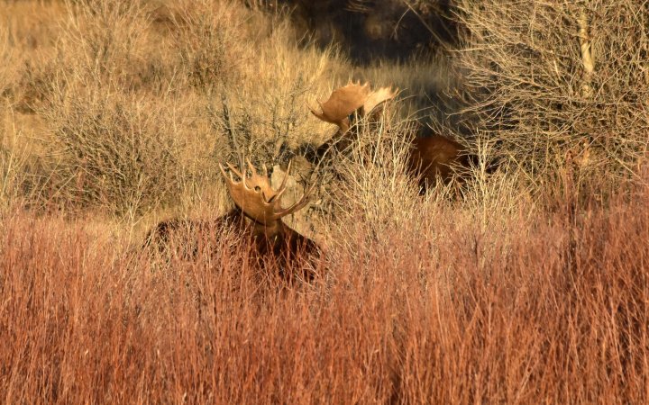 Two bedded Shiras bulls.