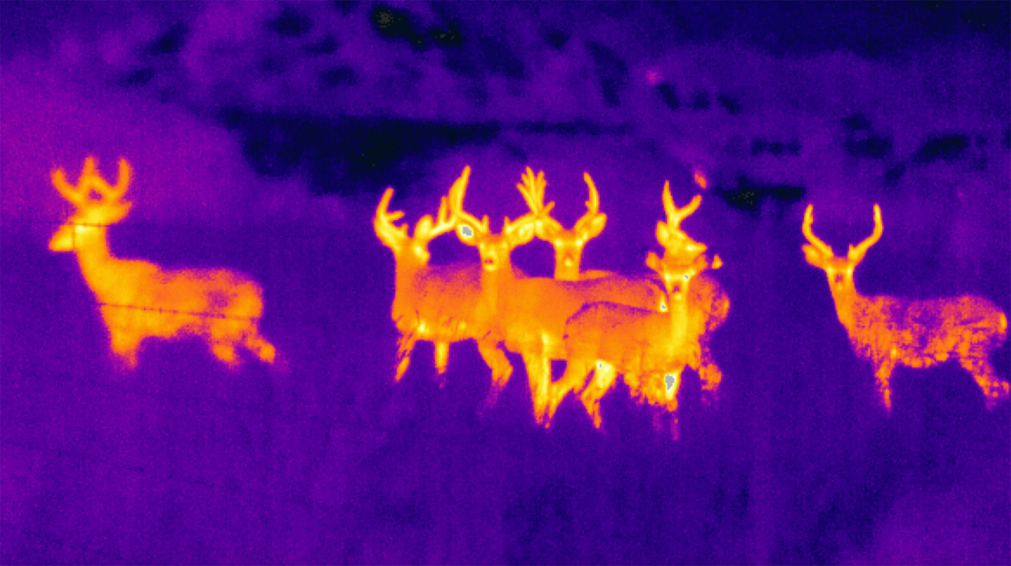 thermal deer