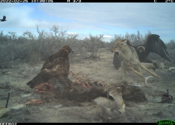 Trail Cam Photos: Golden Eagles Fight Coyote Over Deer Carcass