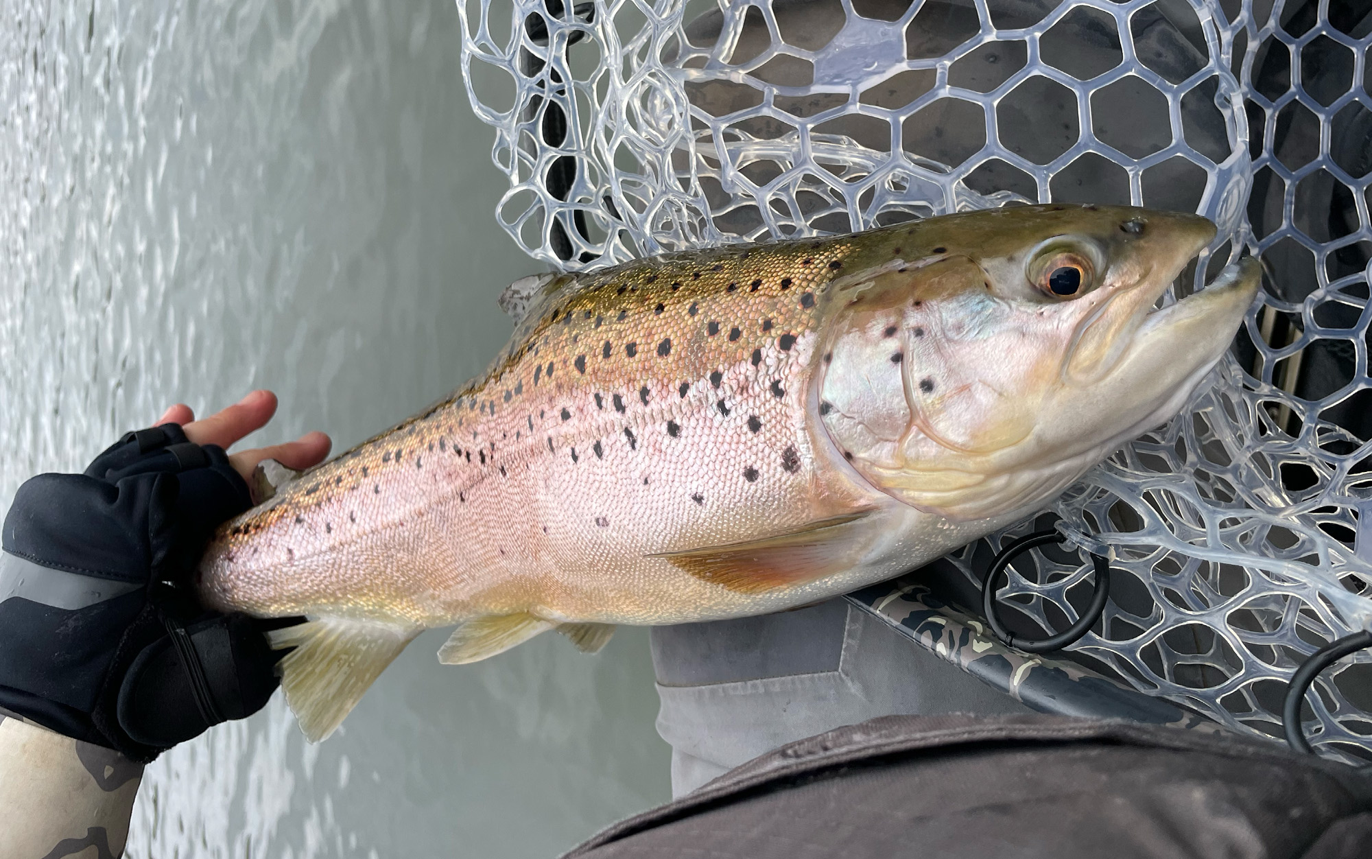 Author holds trout.