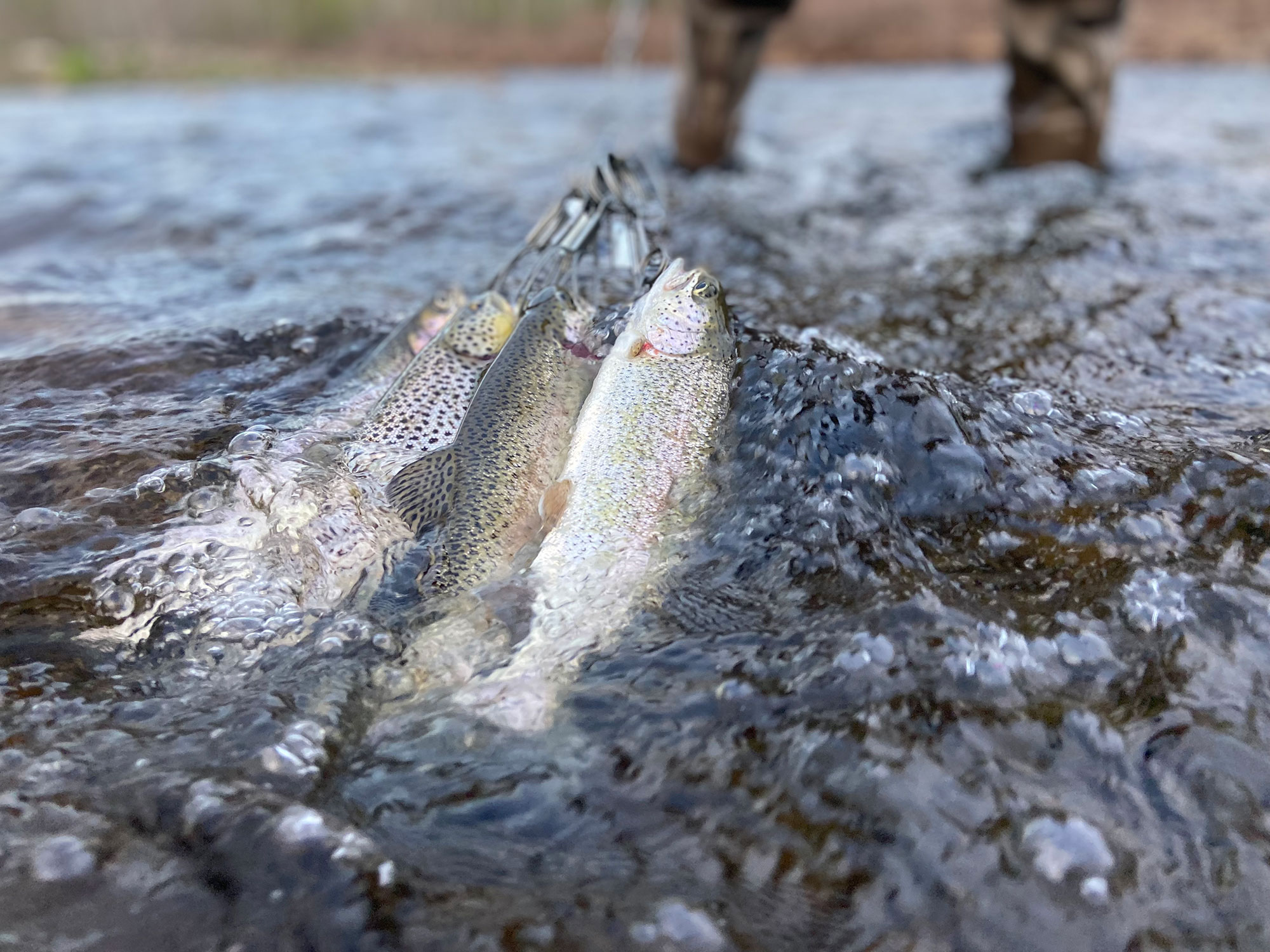 stocked trout