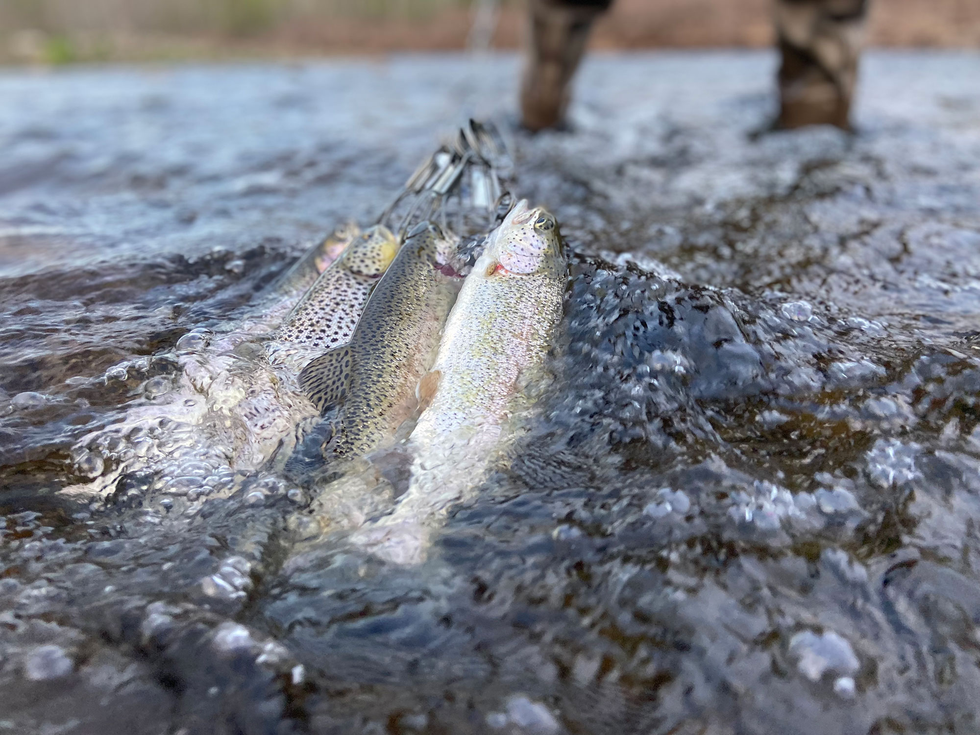 Using Lean Principles to Catch More Fish - GAME OVER ANGLING