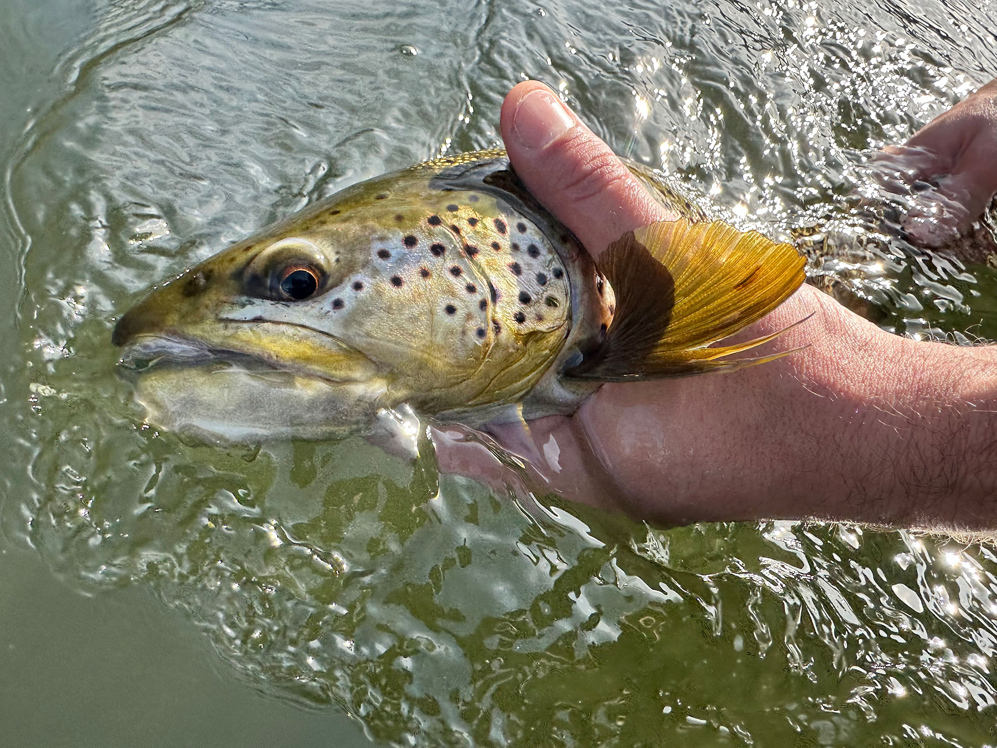 The No Touch No Spook Releases Fish Faster and Easier