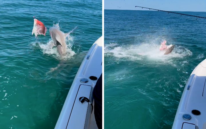 Sandbar sharks fight over a hooked red snapper.