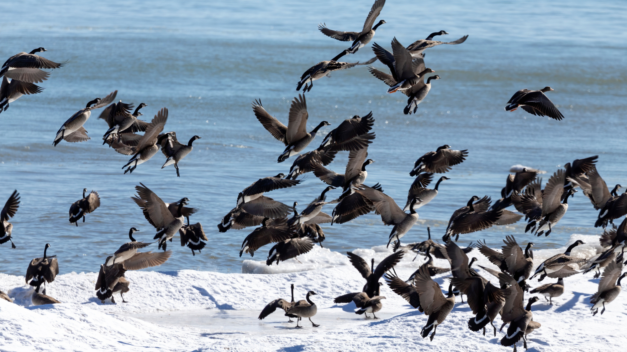 How Ducks See: The Science Behind Waterfowl Eyesight