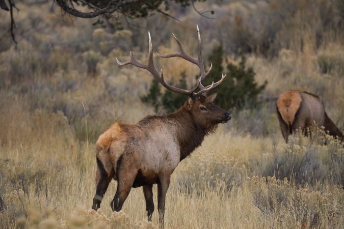 A Wyoming bull in Yellowstone National Park.