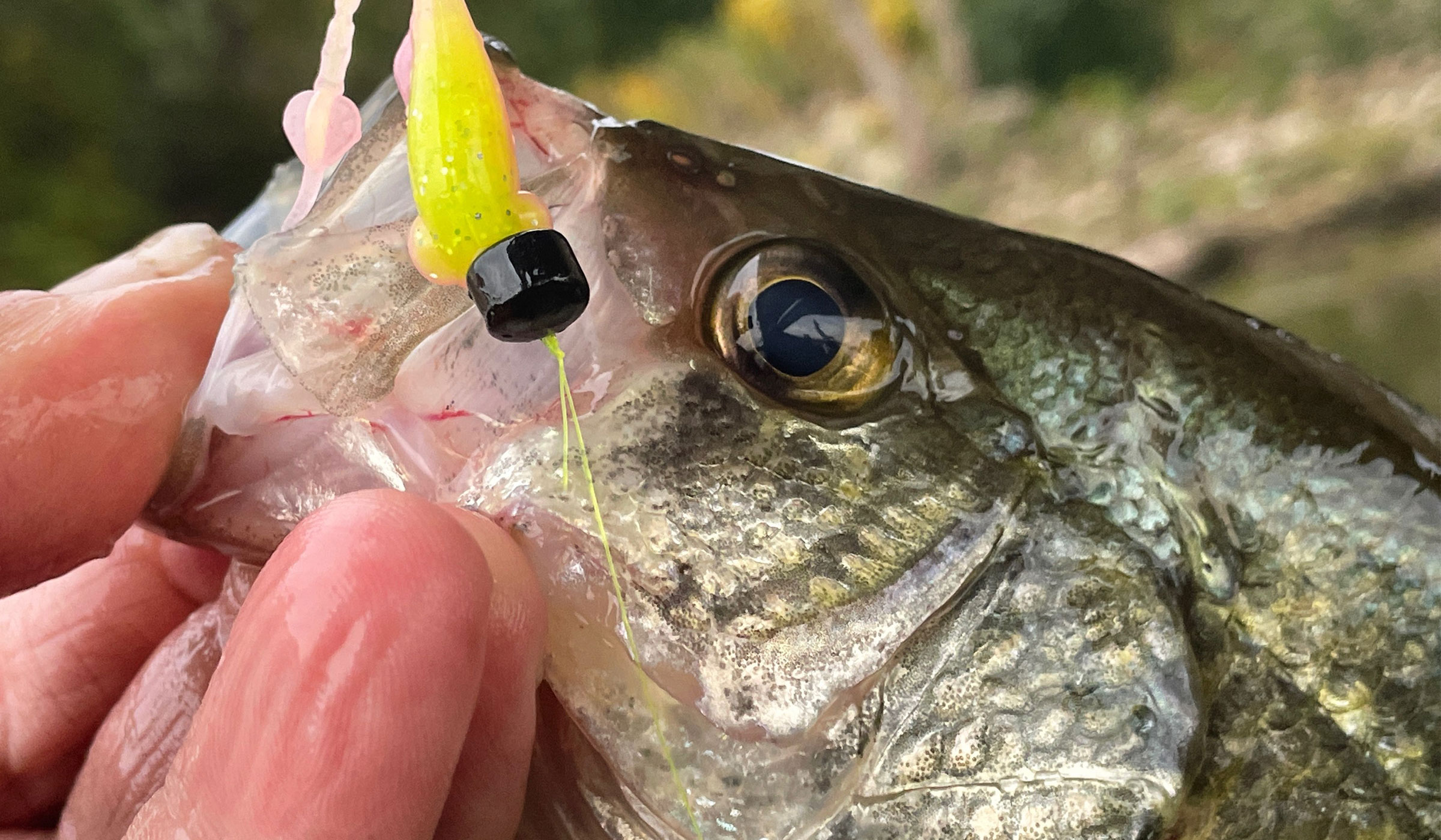 A New Era of Crappie and Panfish Baits - The Fishing Wire