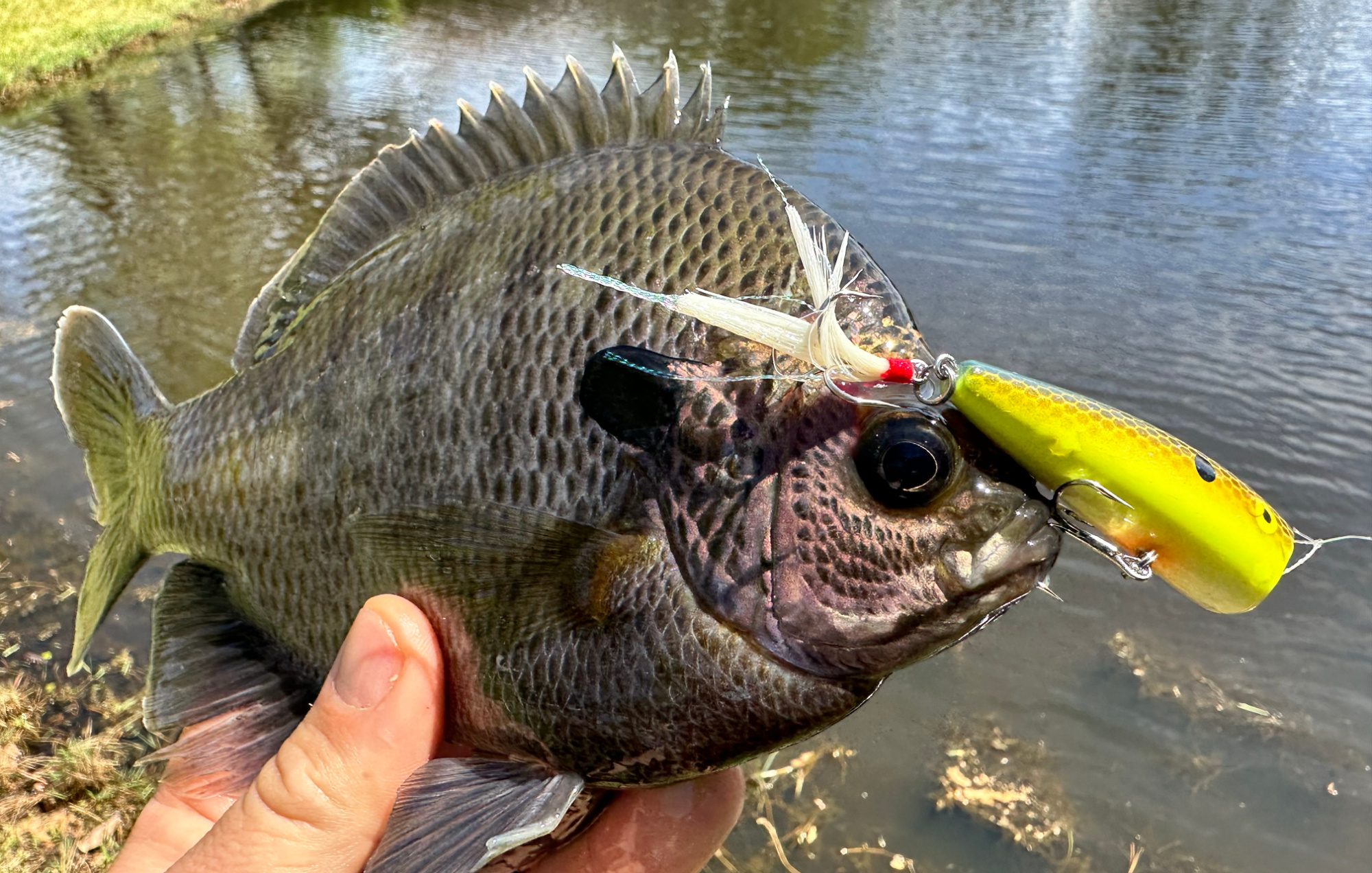 A bluegill caught on a popper.