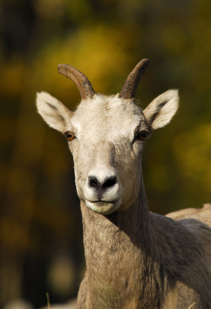 Most Hunters Will Never Get a Chance to Chase a Bighorn Ram, but What ...