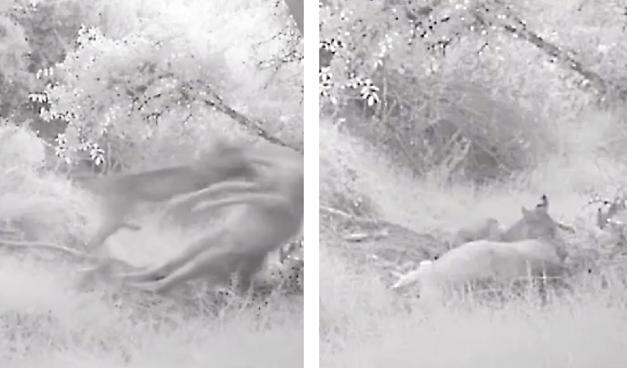 A bobcat attacks a mule deer.