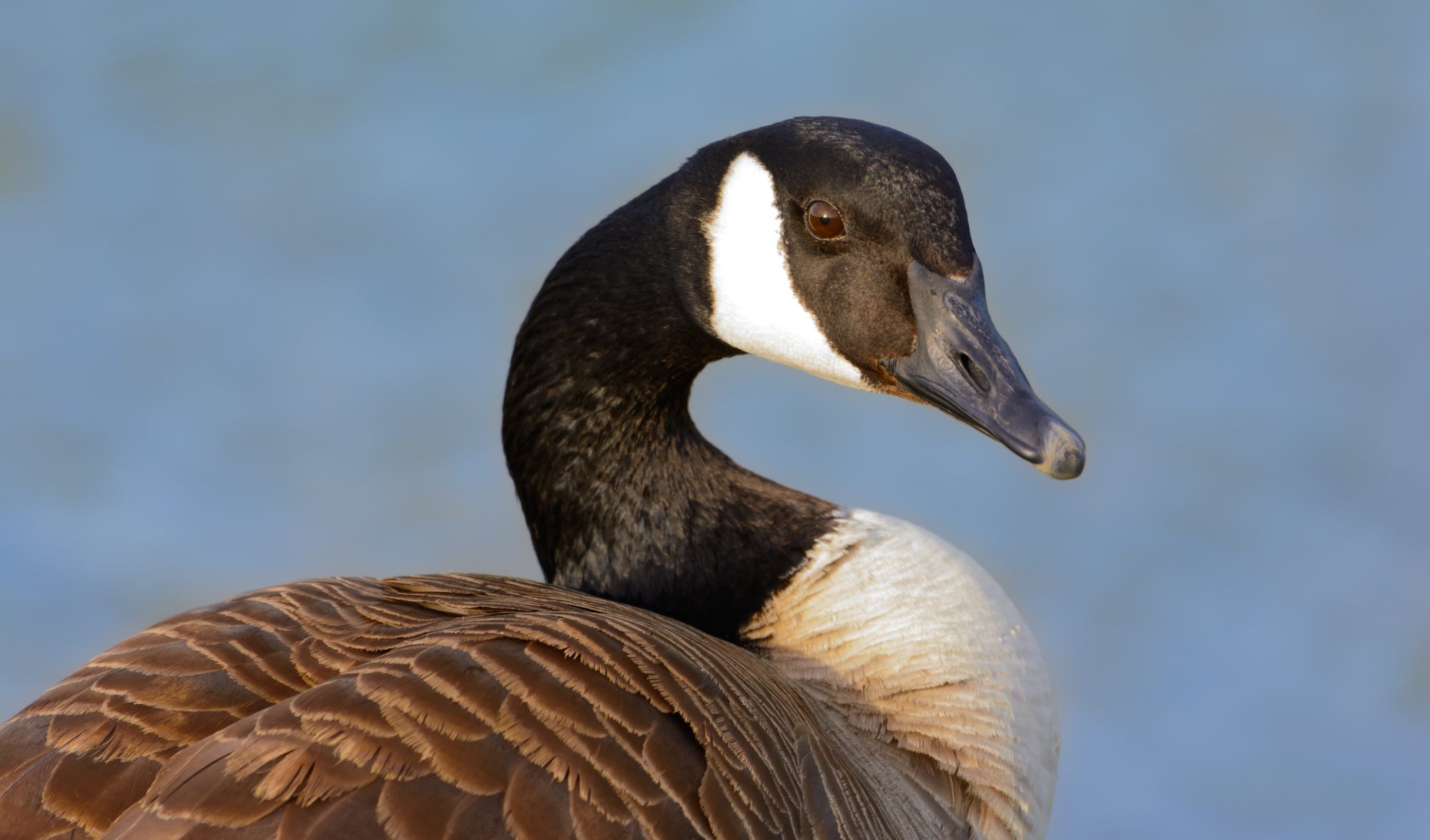 Man Involved in Alleged Goose Poaching Shoots Witness, Court Docs Say