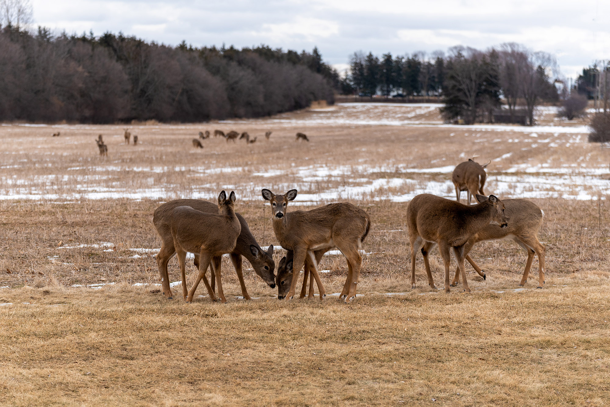 Wildlife Managers Are Hiding Meds in Alfalfa to Vaccinate Wild Deer