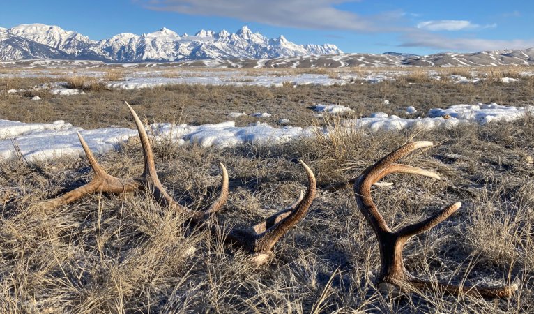 Shed elk antlers on the National Elk Refuge.