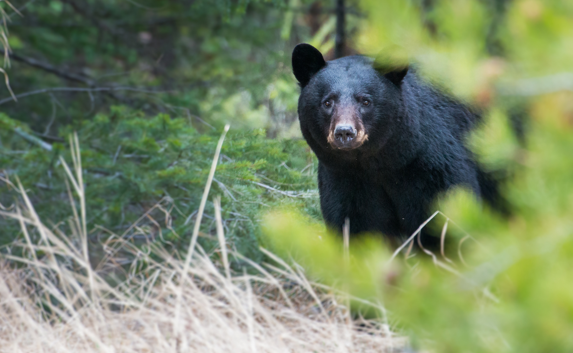 Oregon Black Bear Euthanized After Being Fed by Locals