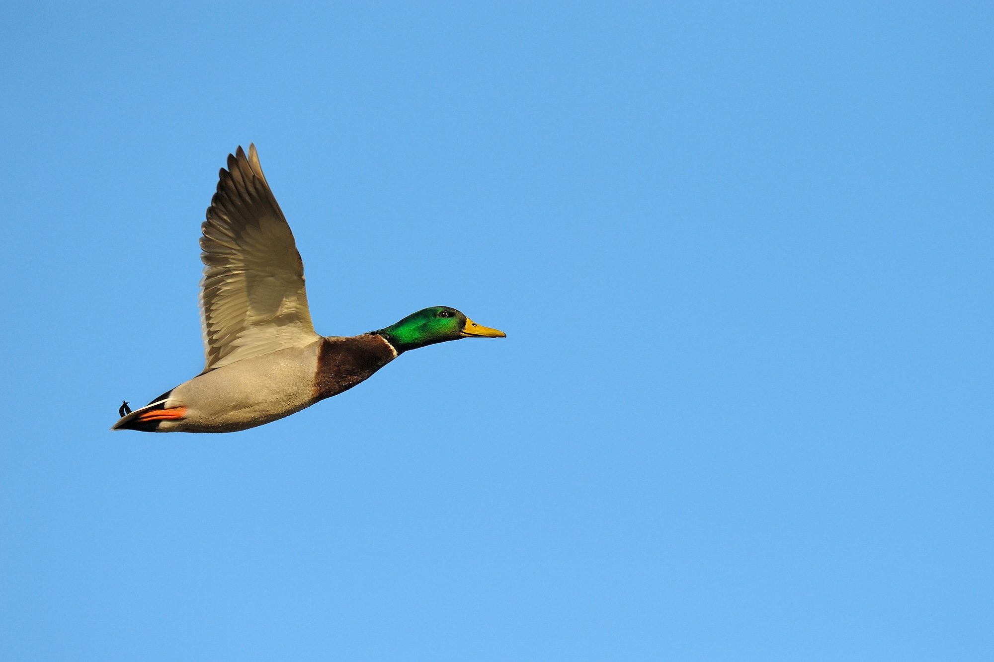 Male mallard duck in flight sets record speed.