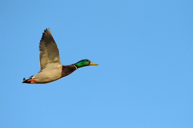 Male mallard duck in flight sets record speed.