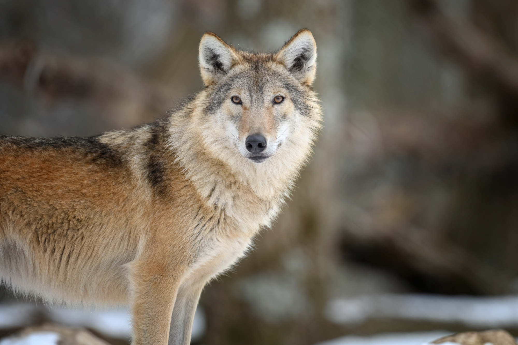 Michigan Hunter Mistakes 84-Pound Gray Wolf for Coyote, Kills It