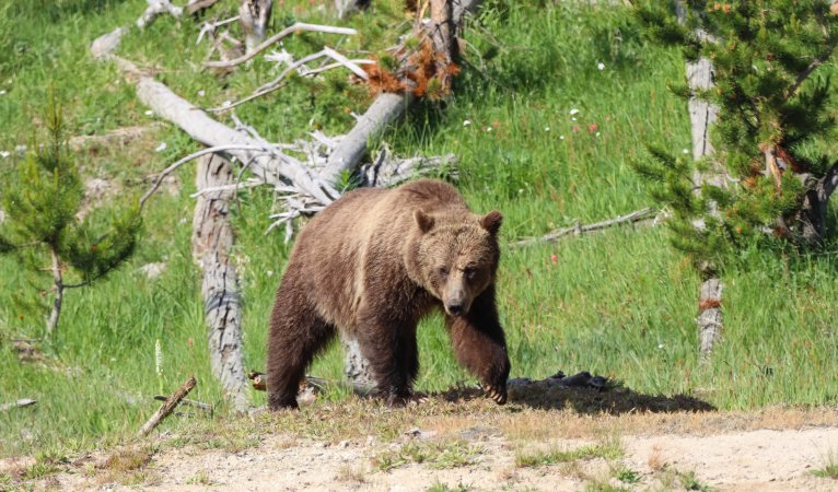 A grizzly bear walks through a forest.