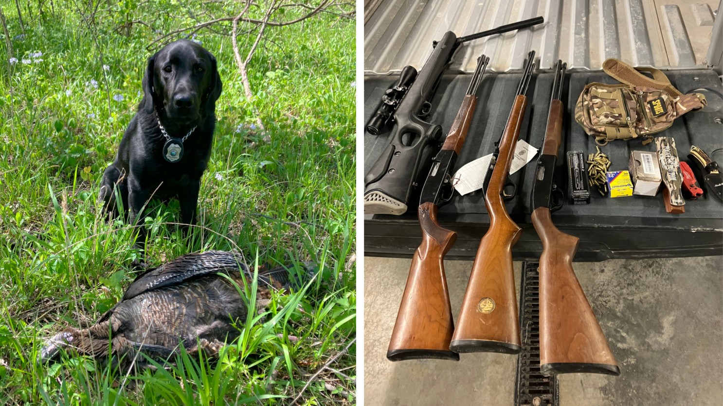 Conservation Dog Helps Bust Poachers Who Killed 2 Hen Turkeys with a .22