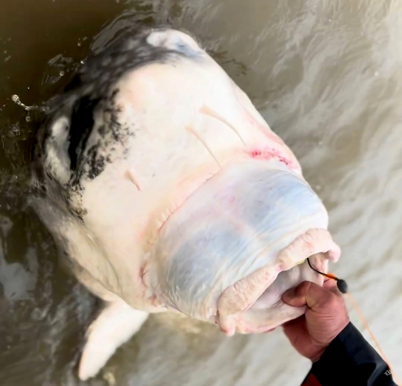 The head of a giant white sturgeon.